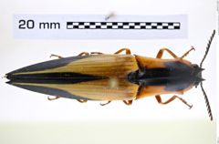 Foto (Dorsalansicht) von Semiotus angulatus (Drury, 1782) (NHMW-ZOO-COL-0008230)